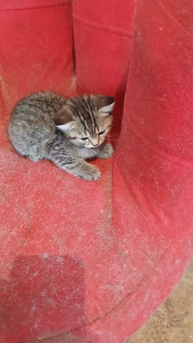 Котята домашние.