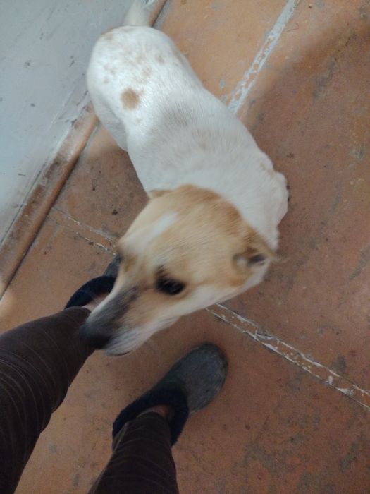 Отдам собачку девочка в хорошие добрые руки