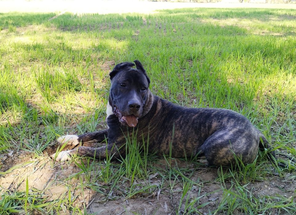 Чистокровный Итальянский Кане-Корсо, 9 месяцев.