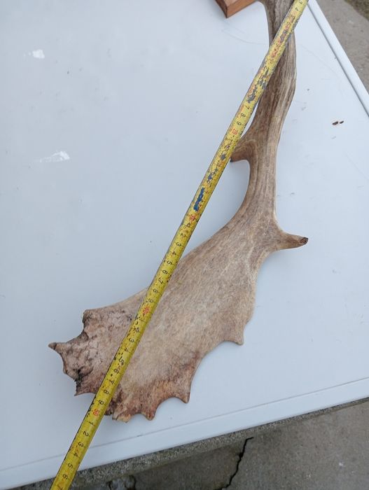 Anomalie și un corn