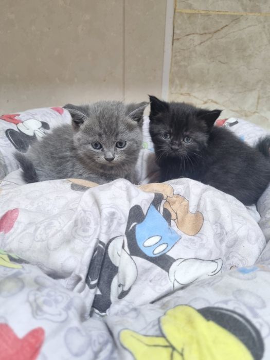 Продаются очаровательные Скоттишь Страйтт.