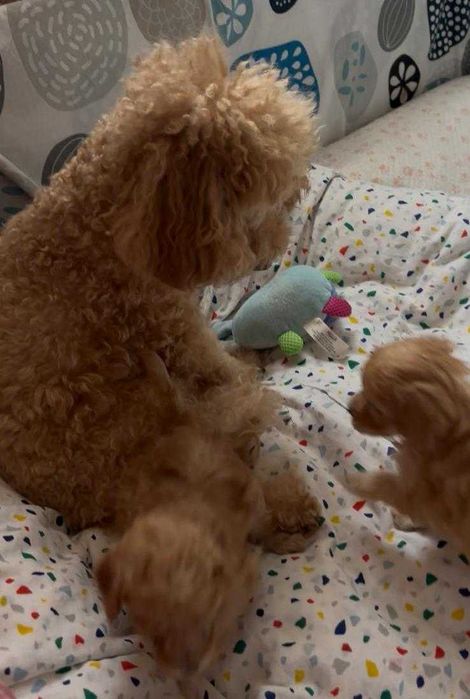 Poodle miniature (poodle pitic)