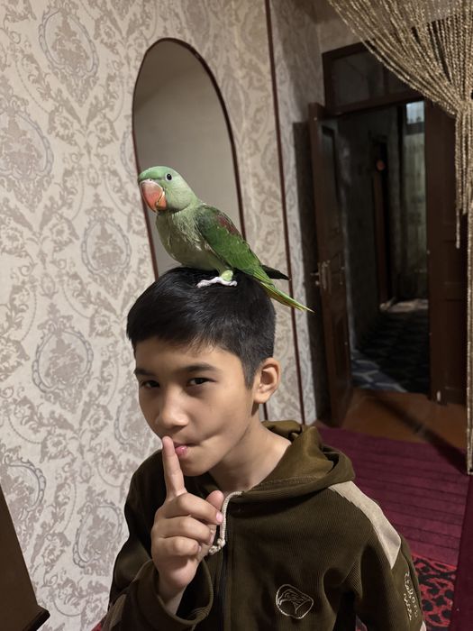 Aleksandir toti qush ruchnoy