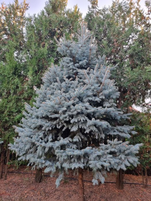 Brazi argintii, inaltime 5m