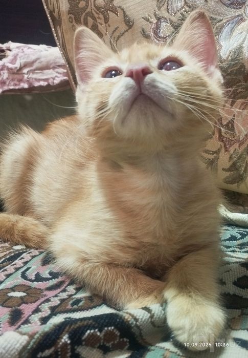 Рыжинький мальчик