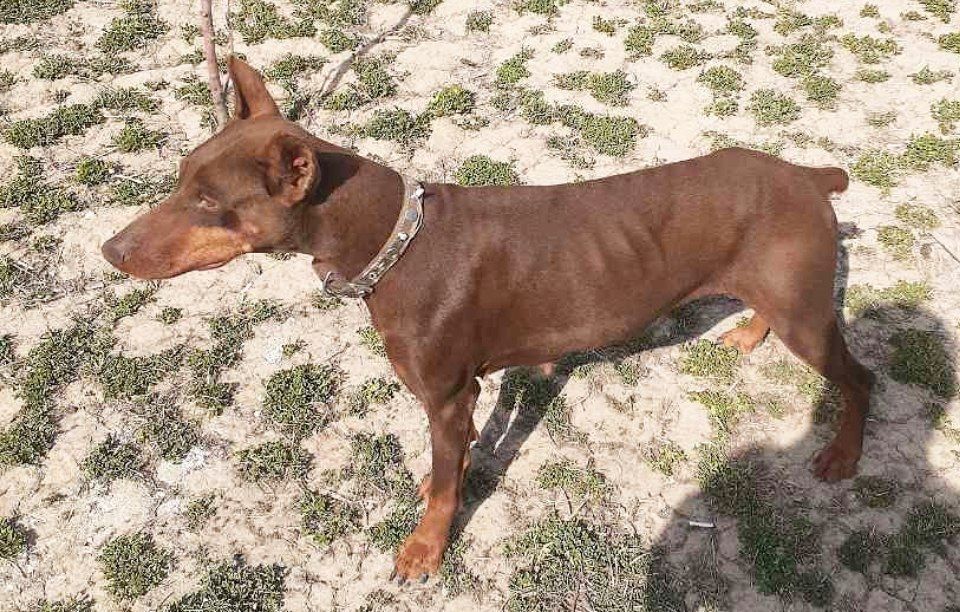 Тоза зотли Итлар бор Хар хил