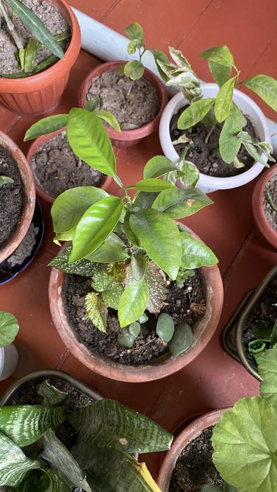 Лимонное дерево