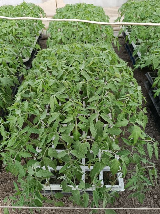 Разсад розови Домати