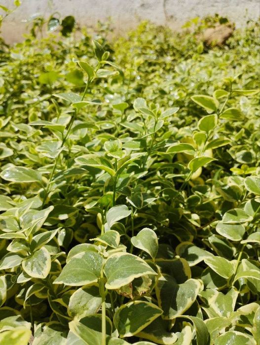 Садовый ковёр ЁЛКА