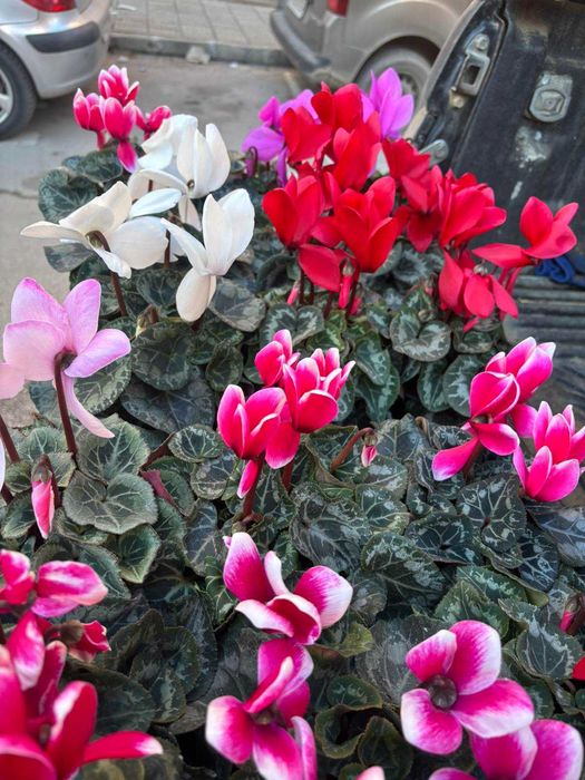 Циклама, зюмбюл, иглика