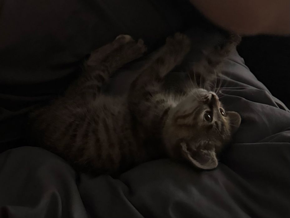 Отдам котенка бесплатно