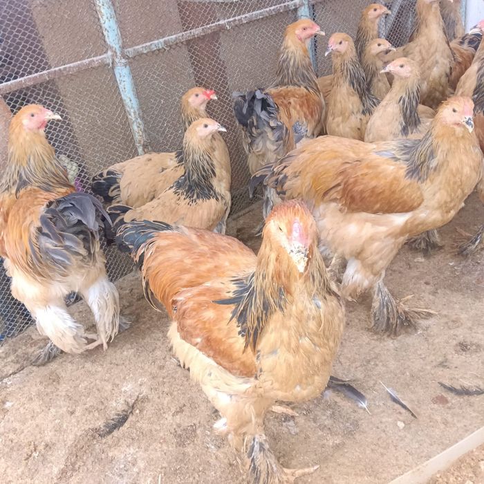 Брама полевая продам