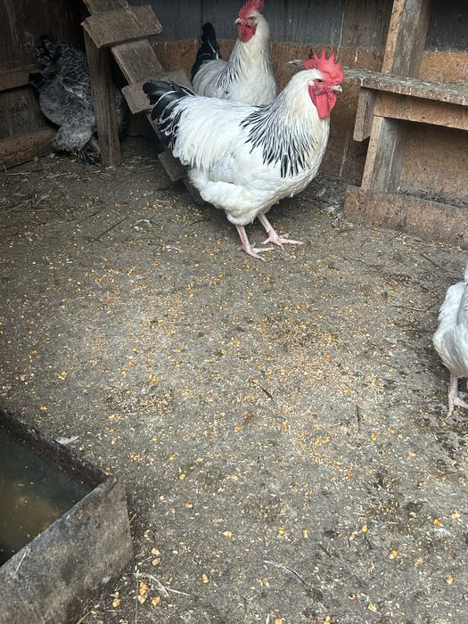 Cocosi sussex de vanzare varsta 8 luni... am si oua de vanzare...5 lei