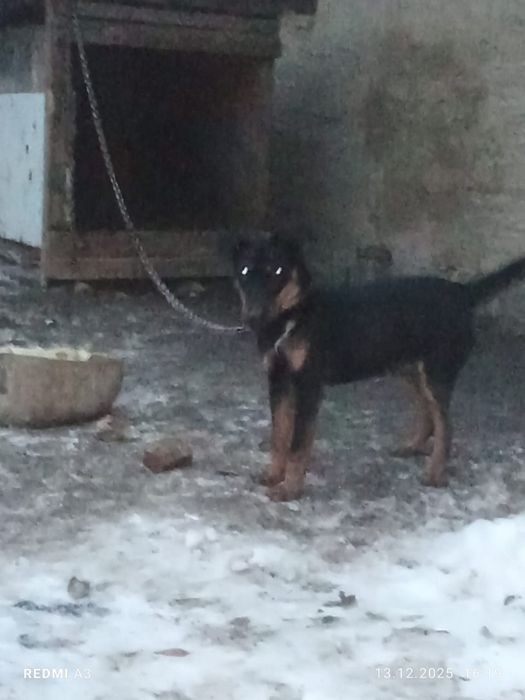 Продам щенок Ягдтерьер