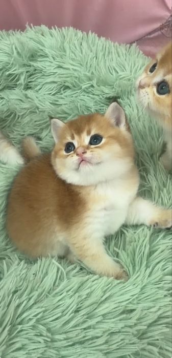 Продам драгоценных шиншиллок