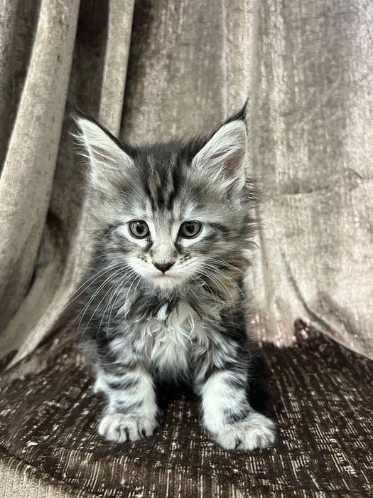 Шикарные котята Мейн Кун