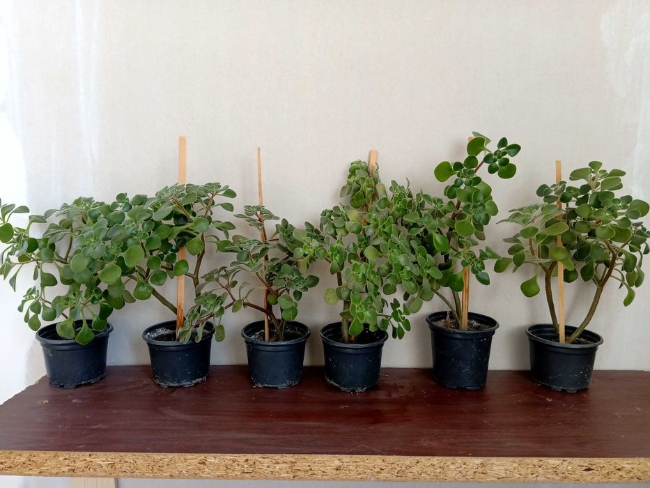 Дърво на Парите/Айхризон, Дърво на живота, Стайна Палма Юка