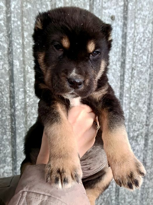 Продам щенков азиатов