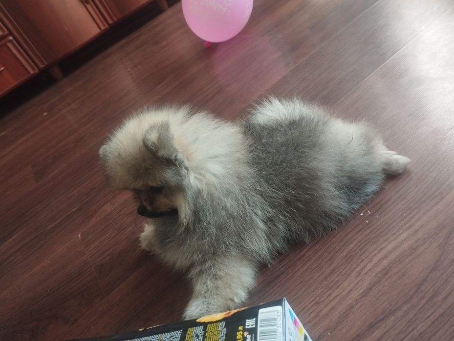 Продам мальчика шпиц с документами 2,5 мес