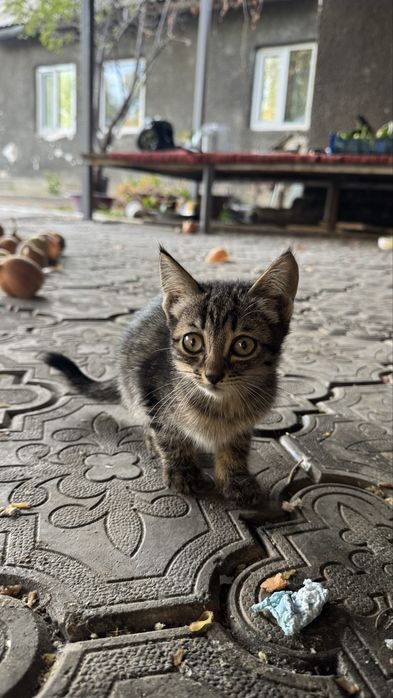 Отдам котят в добрые руки
