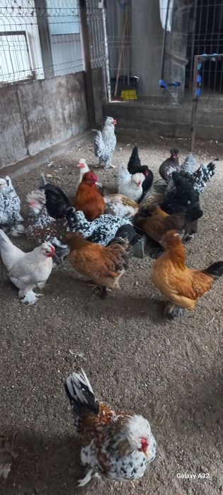 Oua                .