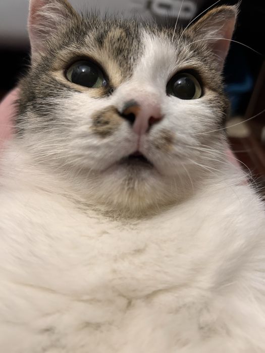 Жора, крупный и здоровый котэ :)