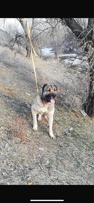 Алабай Сатылады 3 жасар