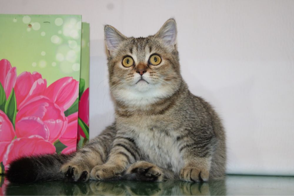 Продаются котята
