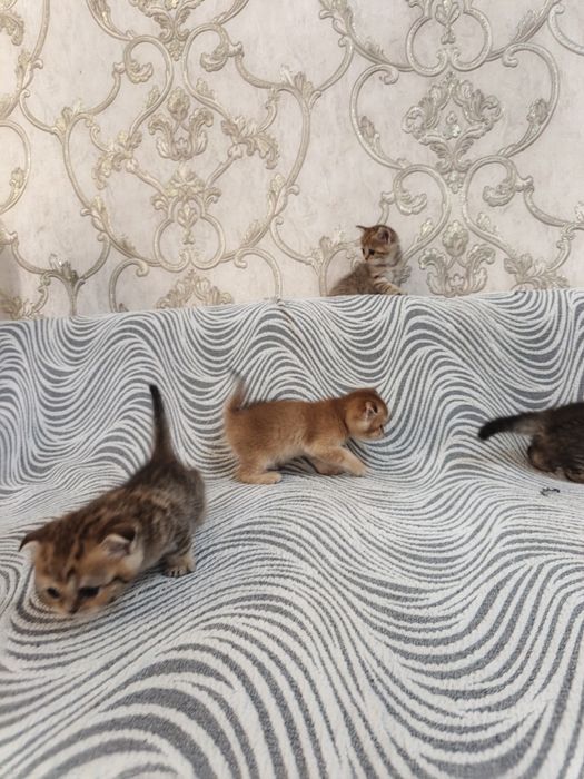 Золотой мальчик фолд
