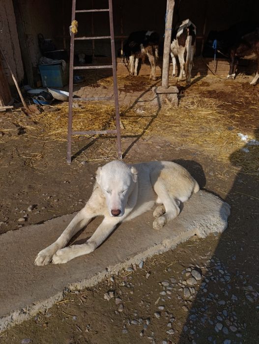 Азятский алабай 7 айлик