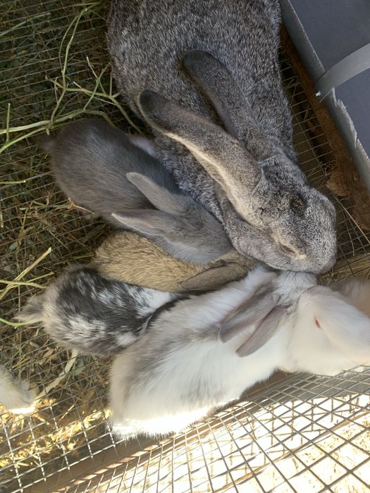 Продам кроликов 4-6 мес