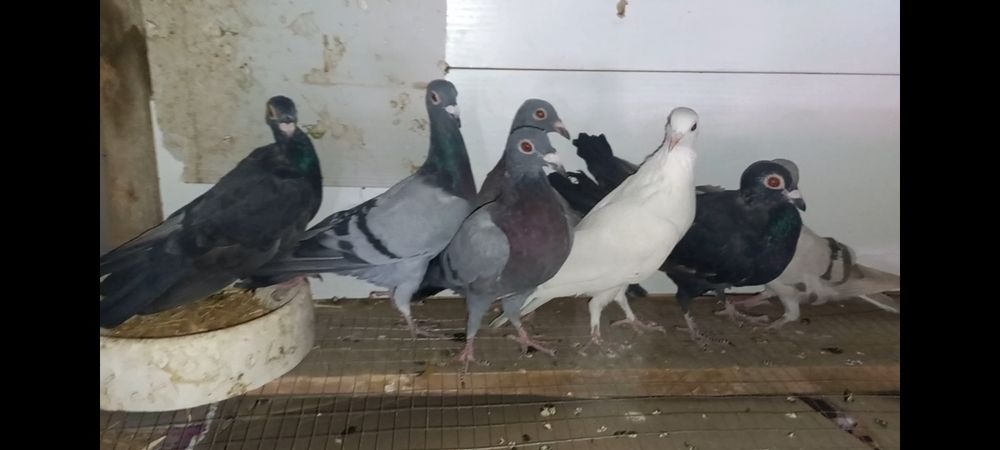 Почтовый Белгицы голуби