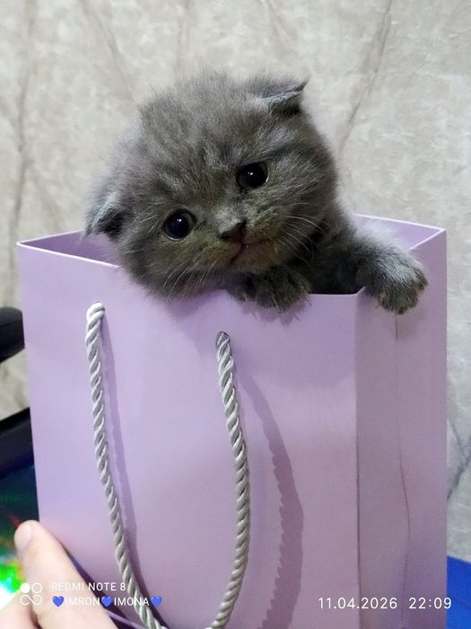 Skotish fold toza ogil bola bita qoldi toza qon 29 kunlik rasayam asal