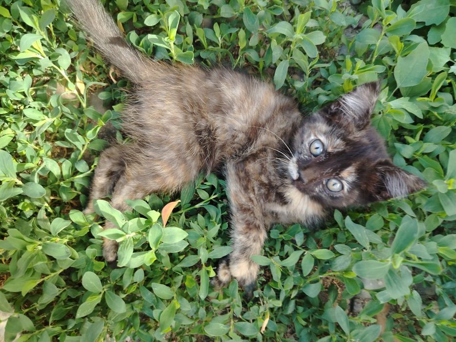 Котята в добрые руки!