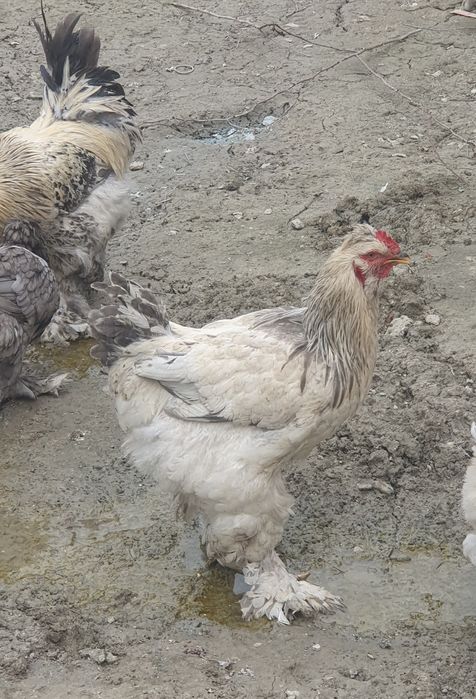 Хуроз 2та ёш ва соглом брама 150ва120минг