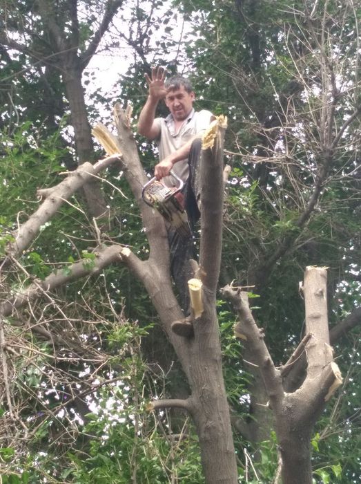 Обреска. Деревья