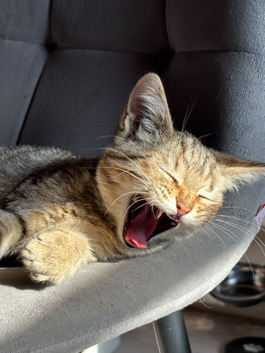Котенок девочка .