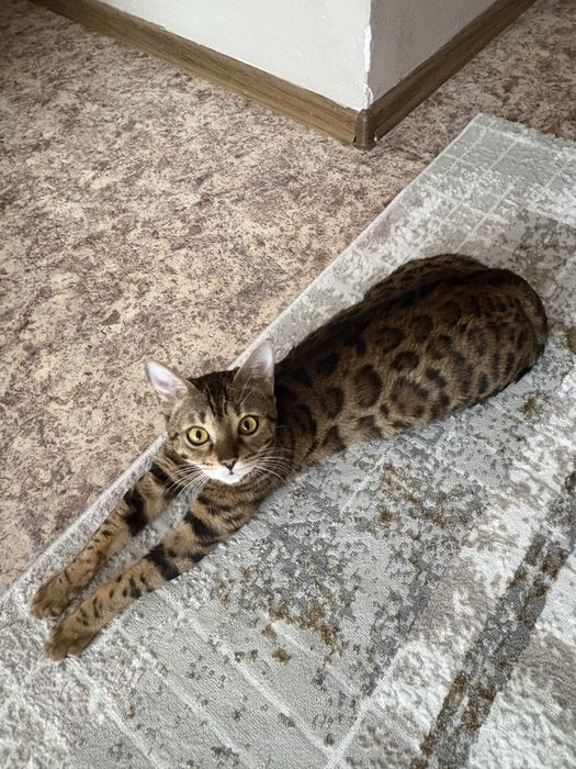 Котята бенгалы, доступны к брони !