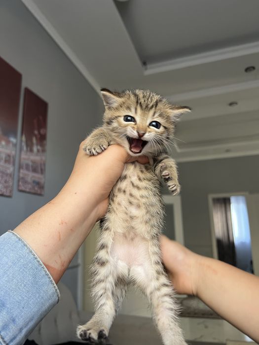 Отдам котенка в добрые руки