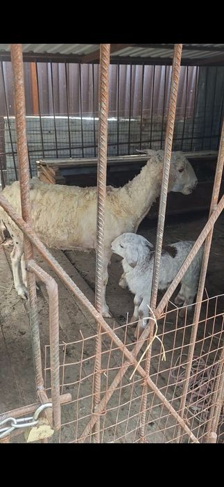 Кой, баран, токты