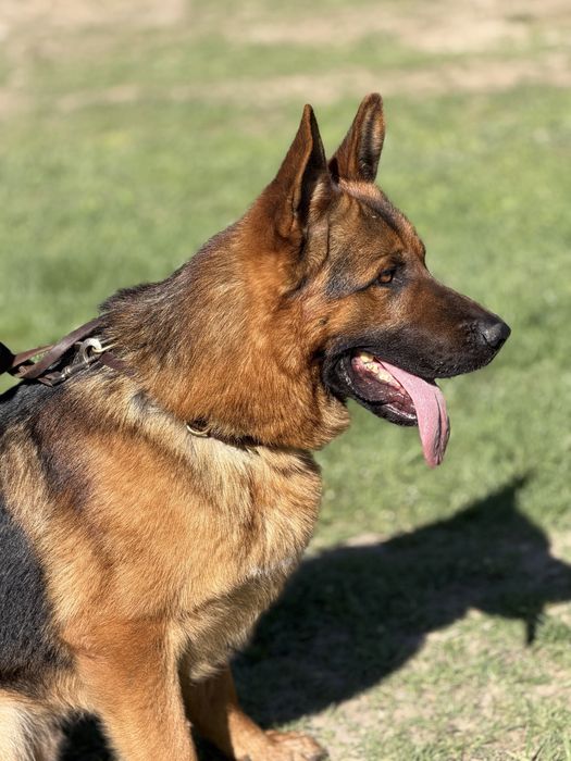 Вязка с элитным кобелем!