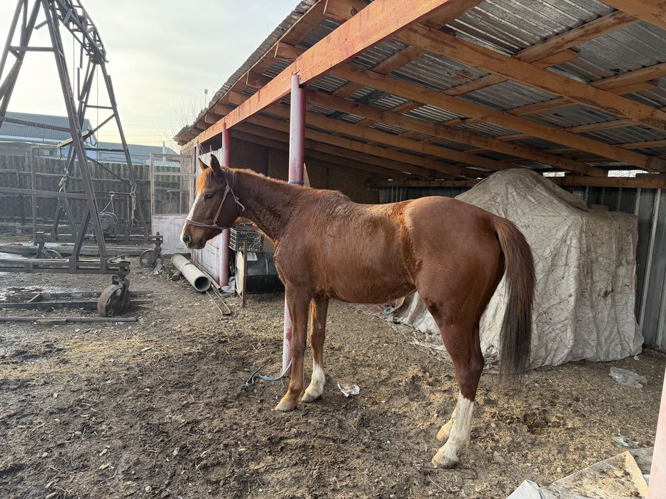 Англо-араб байтал