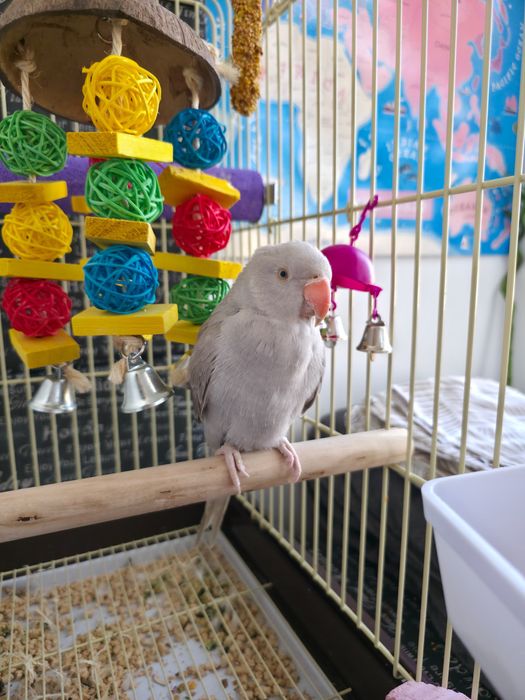 Vand papagal Micul Alexandru