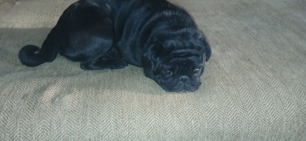 Продаются щенки мопса