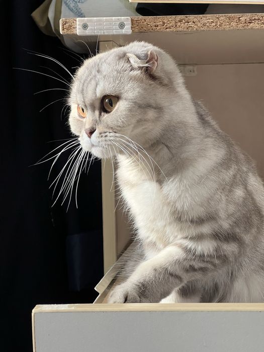 Отдам кошку в хорошие руки