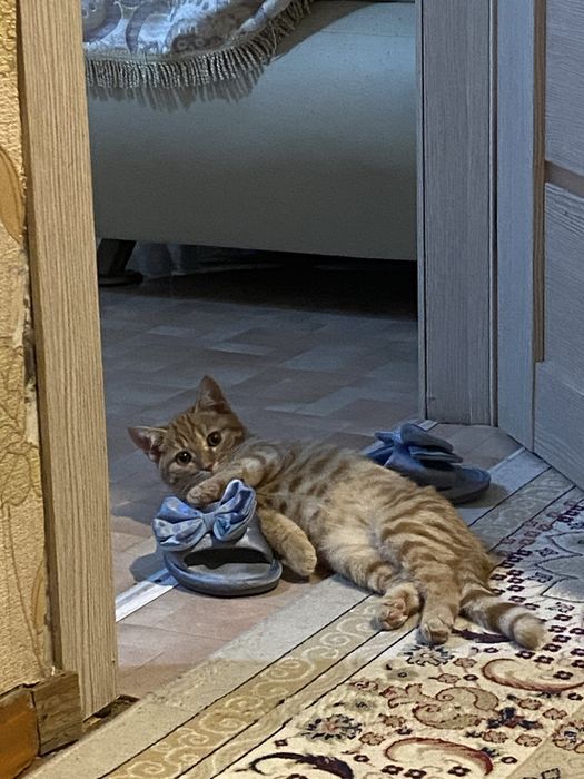 Отдам котенка в добрые руки