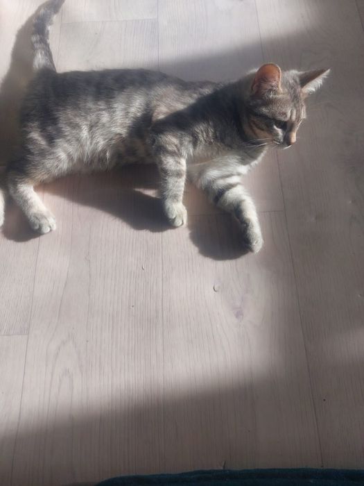 Отдам кошка бесплатно