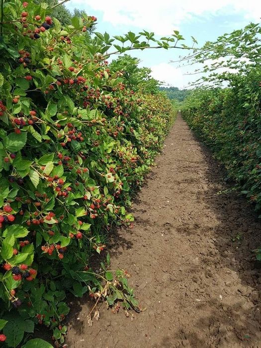 Butasi de mur Thornfree