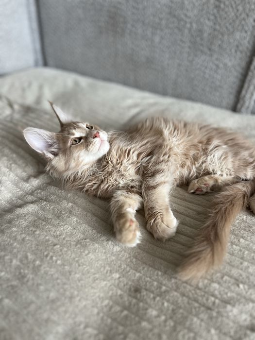 Котенок мейн кун