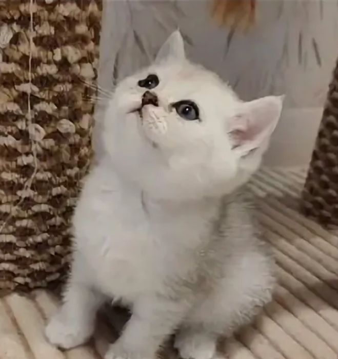 Продам котят шиншиллы